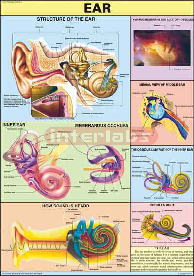 Ear